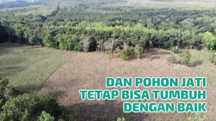 INFO Panen Jagung di Perkebunan Jati Jawa Timur