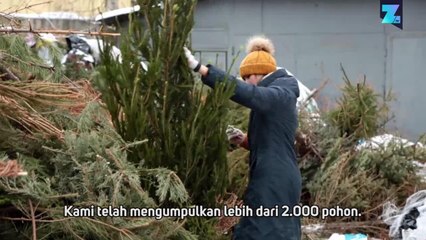 Daur Ulang Pohon Natal Rusia