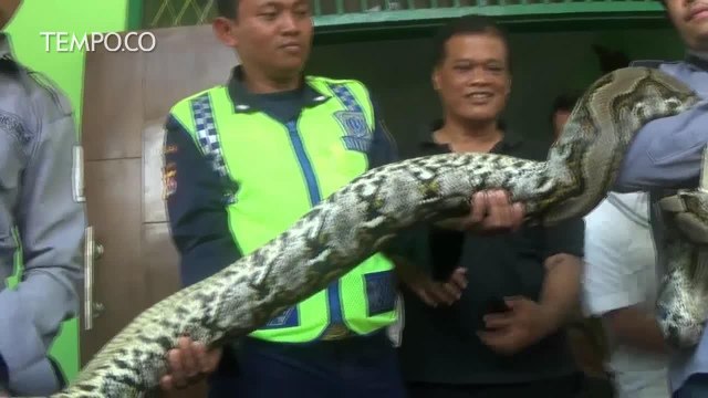 Cari Mangsa, Ular Sanca Masuk ke Pabrik Tepung, Akhirnya