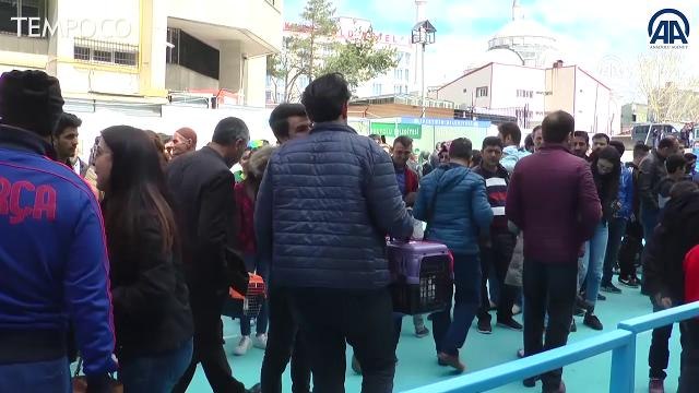 Kontes Kecantikan Kucing, Mengapa Kucing Van Menang