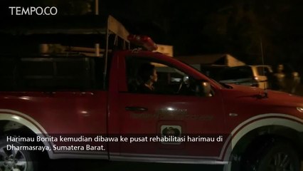 Harimau Sumatera Bonita Berhasil di Evakuasi dari Kawasan Perkebunan