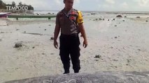 Paus Pilot Terdampar di Pantai Harapan Berau