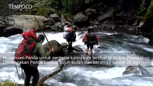 Ditemukan Panda Raksasa Liar di Taman Nasional Cina