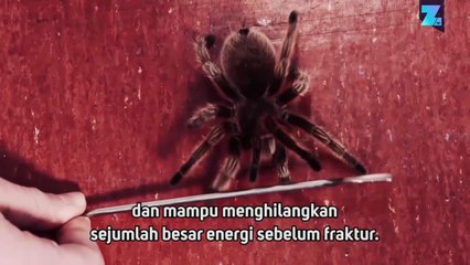 Laba-laba Bionik di Italia