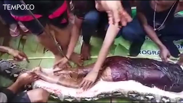Heboh, Ular Piton Telan Hidup-Hidup Perempuan