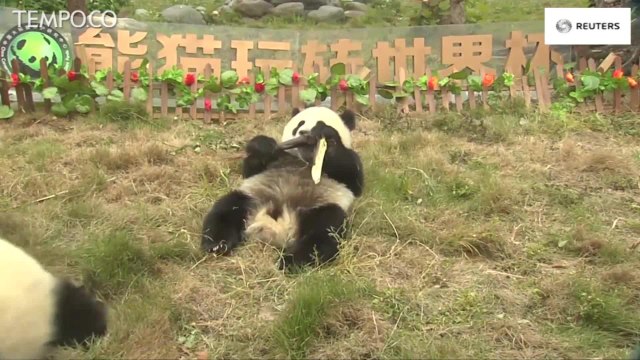 Lucunya Pertandingan Panda Ikut Ramaikan Piala Dunia 2018