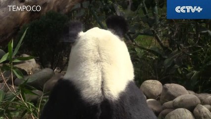 Panda Raksasa Kelahiran Meksiko Rayakan Ultah ke-31
