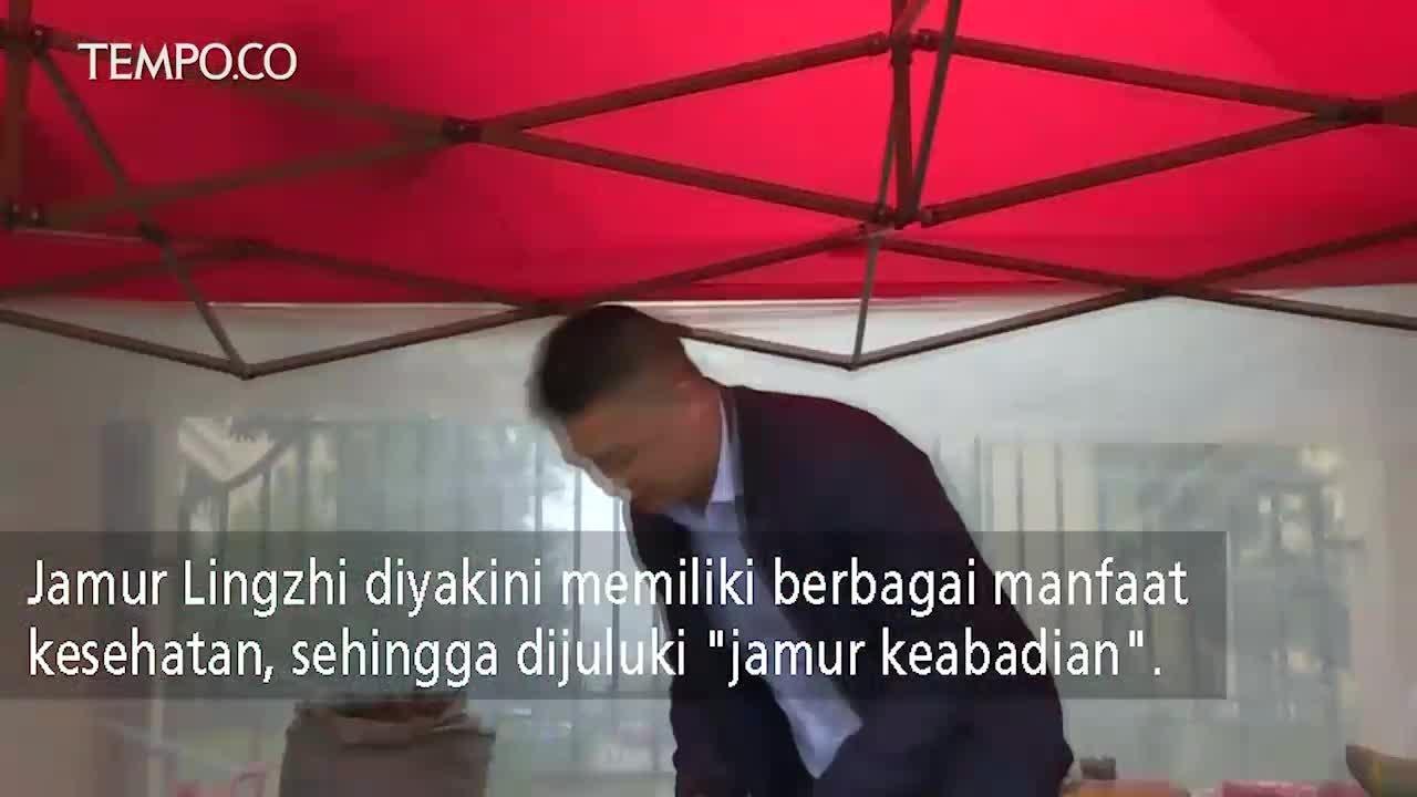 Jamur Keabadian Raksasa Berdiameter 105 Cm