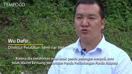 Panda Ini Lahirkan Anak Kembar di Cina