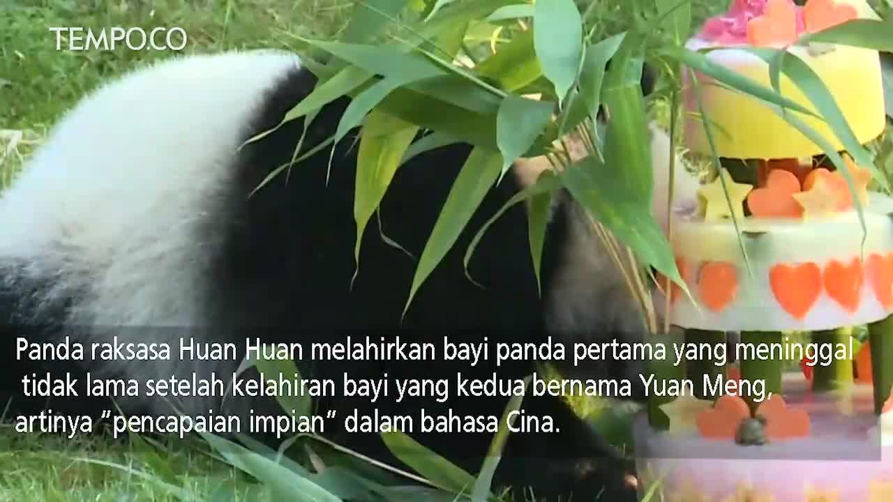 Anak Panda Perancis Merayakan Ulang Tahun Pertama