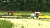 Sawah Padi Bergambar Warna-warni Memikat Wisatawan