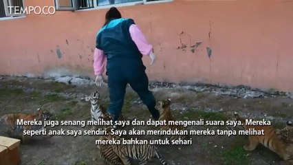 Perayaan 100 Hari Anak Harimau Manchurian