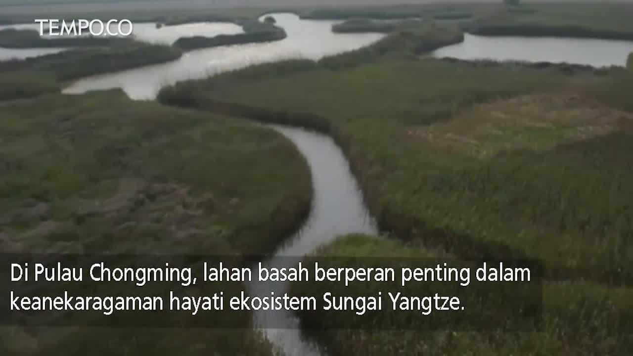 Shanghai Lindungi Ekologi di Sungai Yangtze
