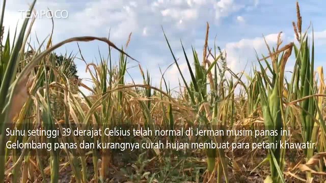 Musim Panas Ekstrem Merusak Tanaman di Jerman