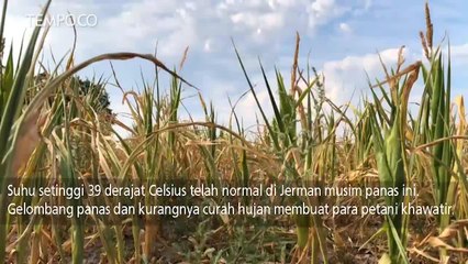 Musim Panas Ekstrem Merusak Tanaman di Jerman