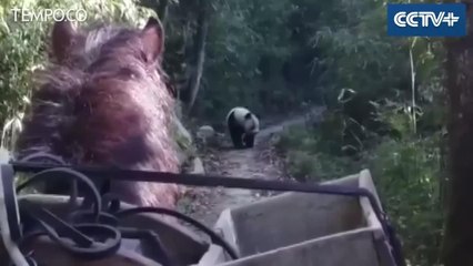 Saat Panda Liar Berpapasan dengan Kuda, Dua Musuh Bertemu