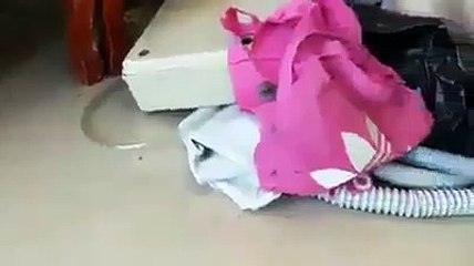 Aqui no Mato Grosso do SUL tem ANIMAIZINHOS assim de Estimação!