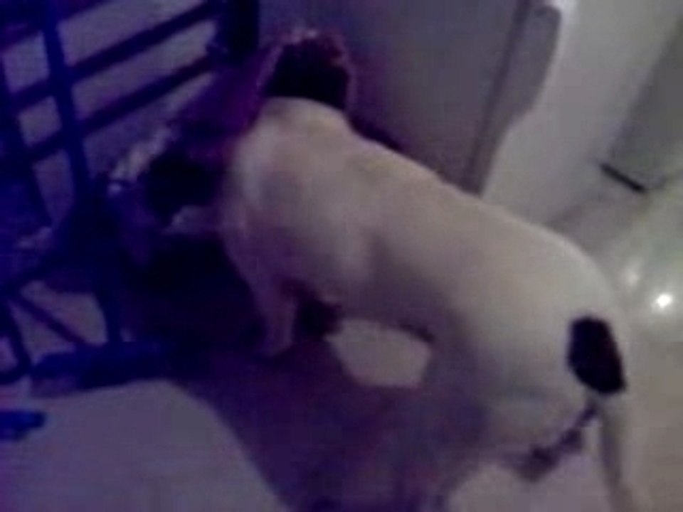 attila dogue argentin qui se sert toute seule