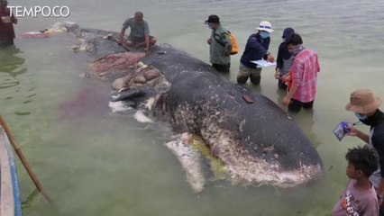 5,9 Kg Sampah di Perut Bangkai Paus Sperma Terdampar