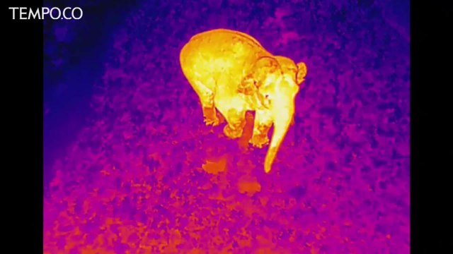 Cari Makan, Gajah Liar Terobos Penginapan di Cina