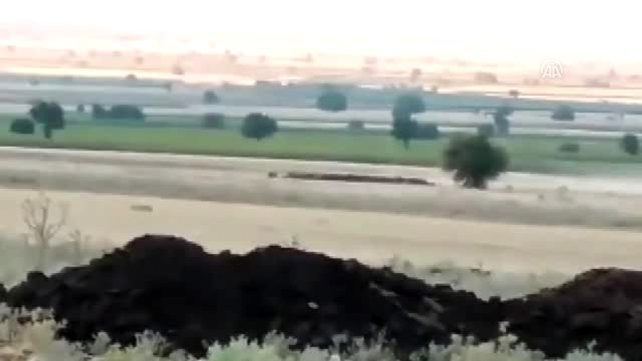 Nohut tarlasındaki domuz sürüsü görüntülendi