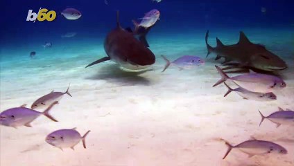 Forget Jaws, This is the Shark You Should be Really be Afraid Of