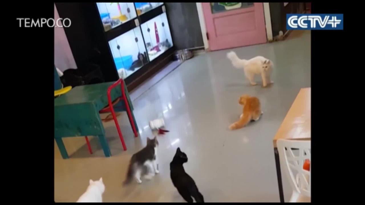 Saat Hewan Peliharaan Asyik Bermain Bersama Robot