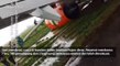 Pesawat Lion Air Tergelincir di Pontianak, Penumpang Selamat