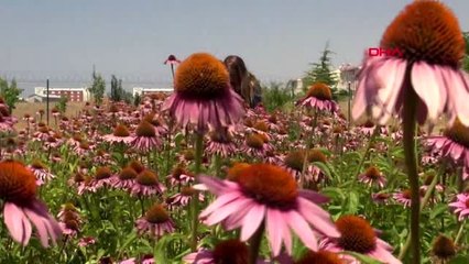 Télécharger la video: YYÜ'de aromatik ve tıbbi bitki hasadı