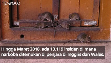 Di Negara Ini Narkoba Diselundupkan Lewat Bangkai Tikus