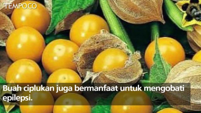 Manfaat Buah Ciplukan, Tangkal Kanker sampai Epilepsi