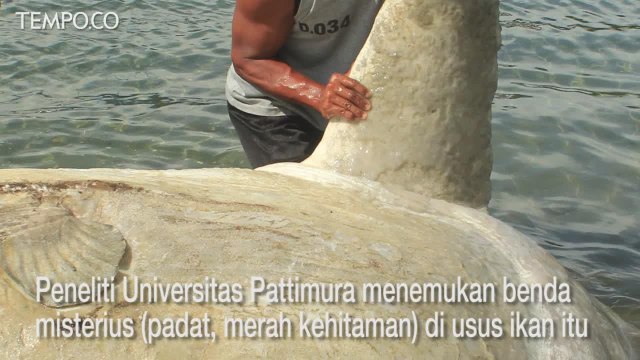 Misterius Benda yang Ditemukan di Usus Ikan Mola-mola