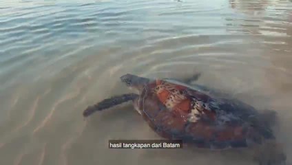 Begini Menteri Susi Melepasliarkan 30 Ekor Penyu di Perairan Natuna