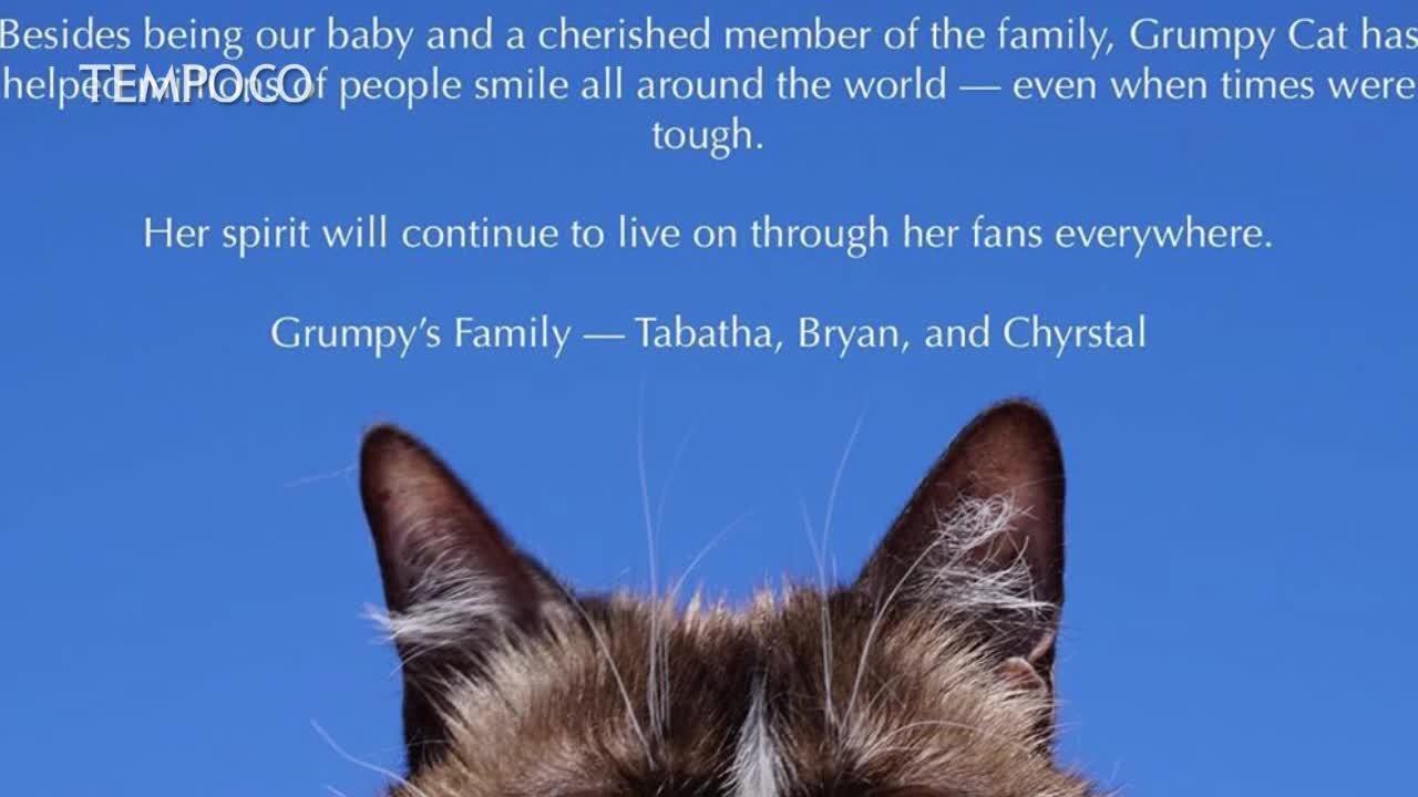 Grumpy Cat Si Kucing Selebgram Mati