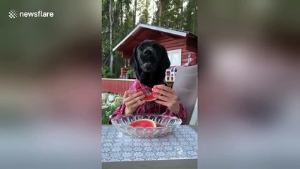 Man-dog can't wait to eat his juicy watermelon