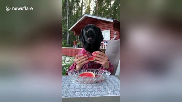 Man-dog can't wait to eat his juicy watermelon