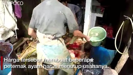Darmin Nasution Belum Tahu Penyebab Anjloknya Harga Ayam