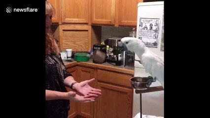 Athletic cockatoo enjoys playing catch