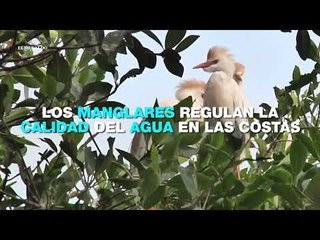 Manglares, clave para disminuir efectos por cambio climático; reportaje El Heraldo TV