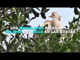 Manglares, clave para disminuir efectos por cambio climático; reportaje El Heraldo TV
