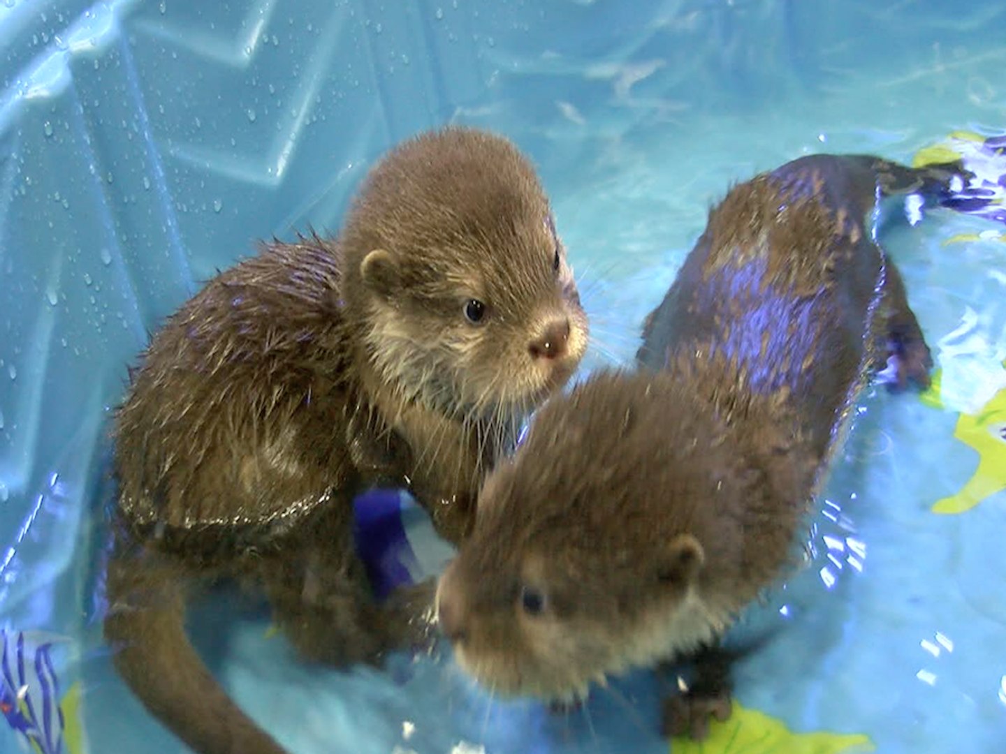 ⁣SPLASH! Wildlife World Zoo's Baby Otters' First Swim Lesson - ABC15 Digital