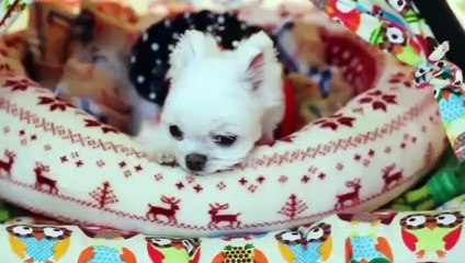 장안구출장안마 -후불100%ョO7OW7301W9649｛카톡MOK66} 장안구전지역출장안마 장안구오피걸 장안구출장마사지 장안구안마 장안구출장마사지 장안구콜걸샵СТУ