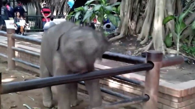 Adorable : un éléphanteau s'amuse avec les touristes