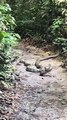 Un python rencontre un cobra royal... Terrifiant