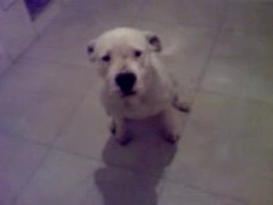 attila dogue argentins