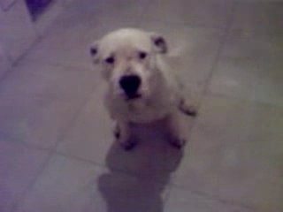 attila dogue argentins