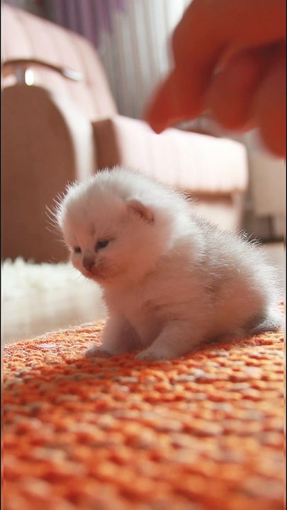 Tiny Kitten Mews for More Love