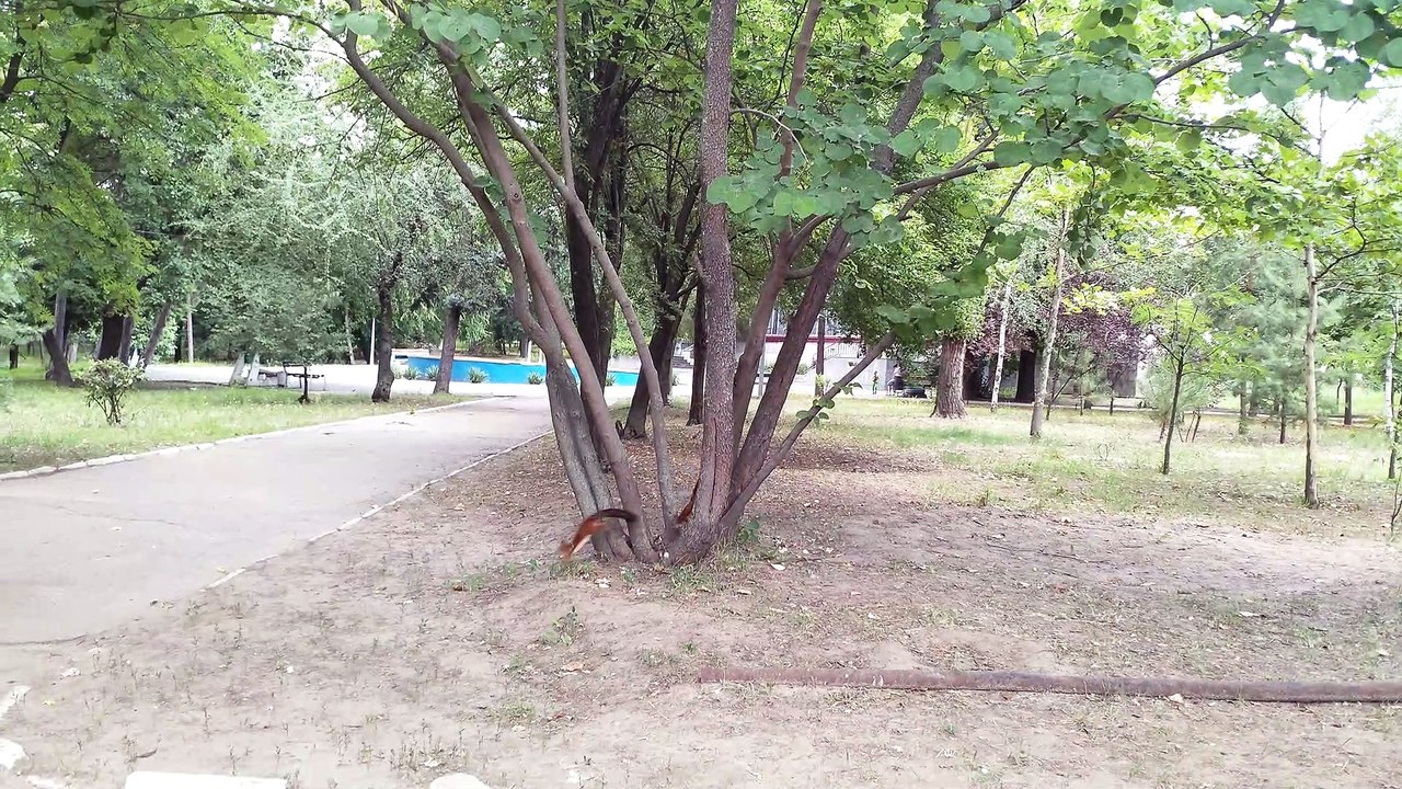 Squirrel Pack