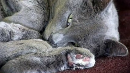 동해출장타이OiOW2671W8135｛카톡AQ52｝ぱ동해출장안@마ぱ동해출장샵ぱ동해출장맛사지 ぱ동해출장걸썰 동해출장걸가격 동해출장러시아 동해외국인후불출장업소 동해24시출장마사지샵'예약ёжз