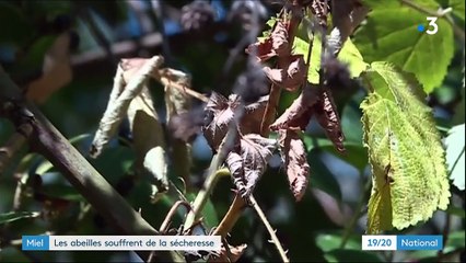 Environnement : les abeilles souffrent de la sécheresse